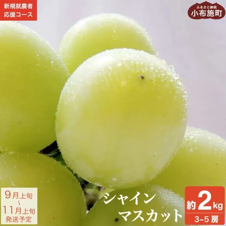 シャインマスカット 約2kg 3〜5房 [新規就農者応援コース 幸作会] 先行予約 果物 フルーツ 産地直送 種無しぶどう 種なしブドウ 葡萄 数量限定 長野 信州 令和7年産 [2025年9月上旬〜11月上旬発送]