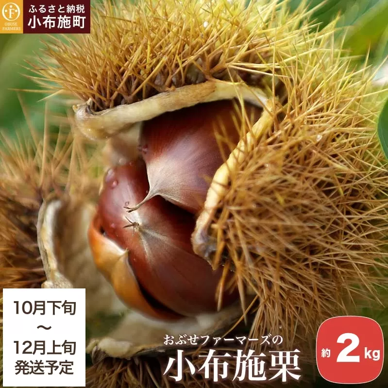 小布施栗 約2kg ［おぶせファーマーズ］ 数量限定 果物類 生栗 くり 長野県産 信州産 クール便 冷蔵便 お取り寄せグルメ 令和7年産【2025年10月下旬～2025年12月上旬発送】
