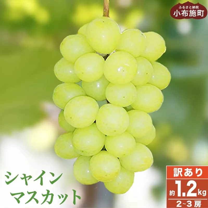 ［訳あり］ シャインマスカット 1.2kg 2~3房［小布施屋］ 傷 規格外 不揃い 訳アリ 家庭用 ぶどう シャインマスカット フルーツ 長野県産 信州産 特産 産地直送 産直 数量限定 先行予約 令和7年度産 【2025年9月中旬～11月下旬発送】 ［A-228］