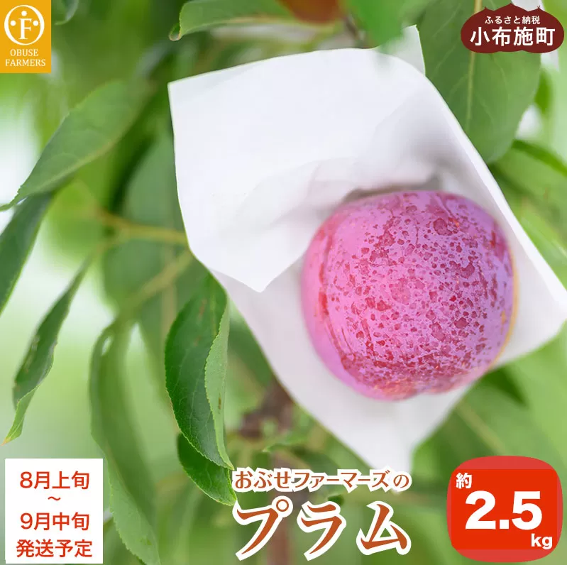 プラム 約2.5kg ［おぶせファーマーズ］数量限定 果物類 フルーツ 長野県産 信州産 クール便 冷蔵便 お取り寄せグルメ 【2025年8月上旬～9月中旬発送】