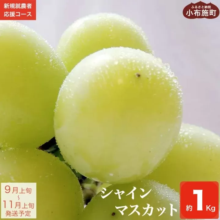 シャインマスカット 約1kg [新規就農者応援コース 幸作会] 先行予約 果物 フルーツ 産地直送 種無しぶどう 種なしブドウ 葡萄 数量限定 長野 信州 令和7年産 [2025年9月上旬〜11月上旬発送]