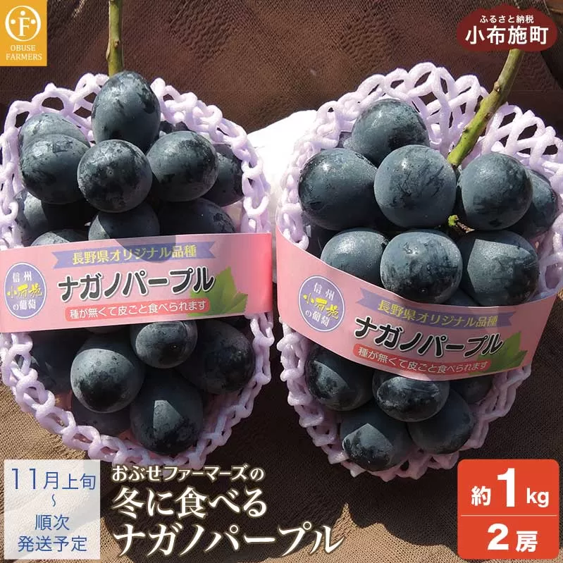 冬に食べるナガノパープル 約1kg 2房[おぶせファーマーズ]ぶどう 果物 フルーツ 先行予約 長野県産 令和7年産 [2025年11月上旬〜順次出荷]