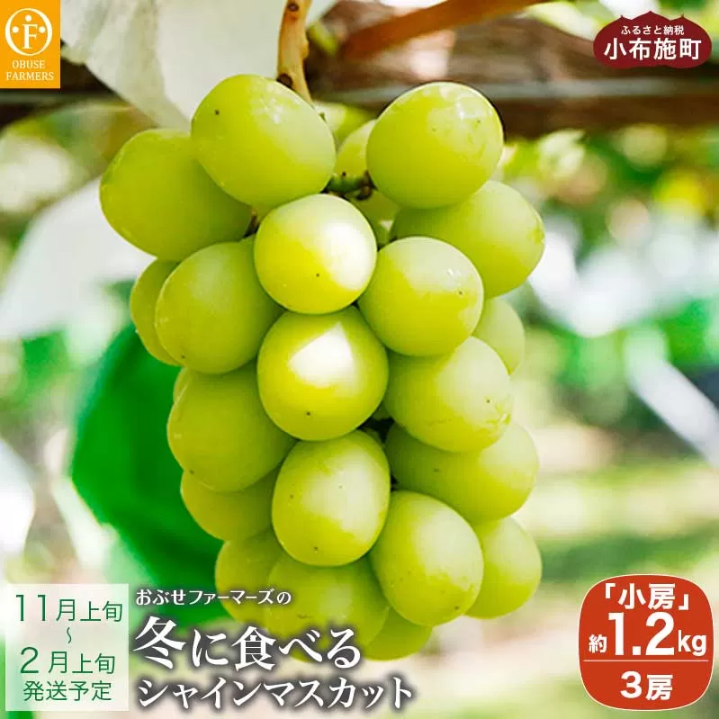 水不足の農家応援！冬に食べるシャインマスカット小房 約1.2kg 3房 ［ おぶせファーマーズ ］ぶどう ブドウ 葡萄 フルーツ 果物 くだもの 長野 信州 【2025年11月上旬～2026年2月上旬発送】