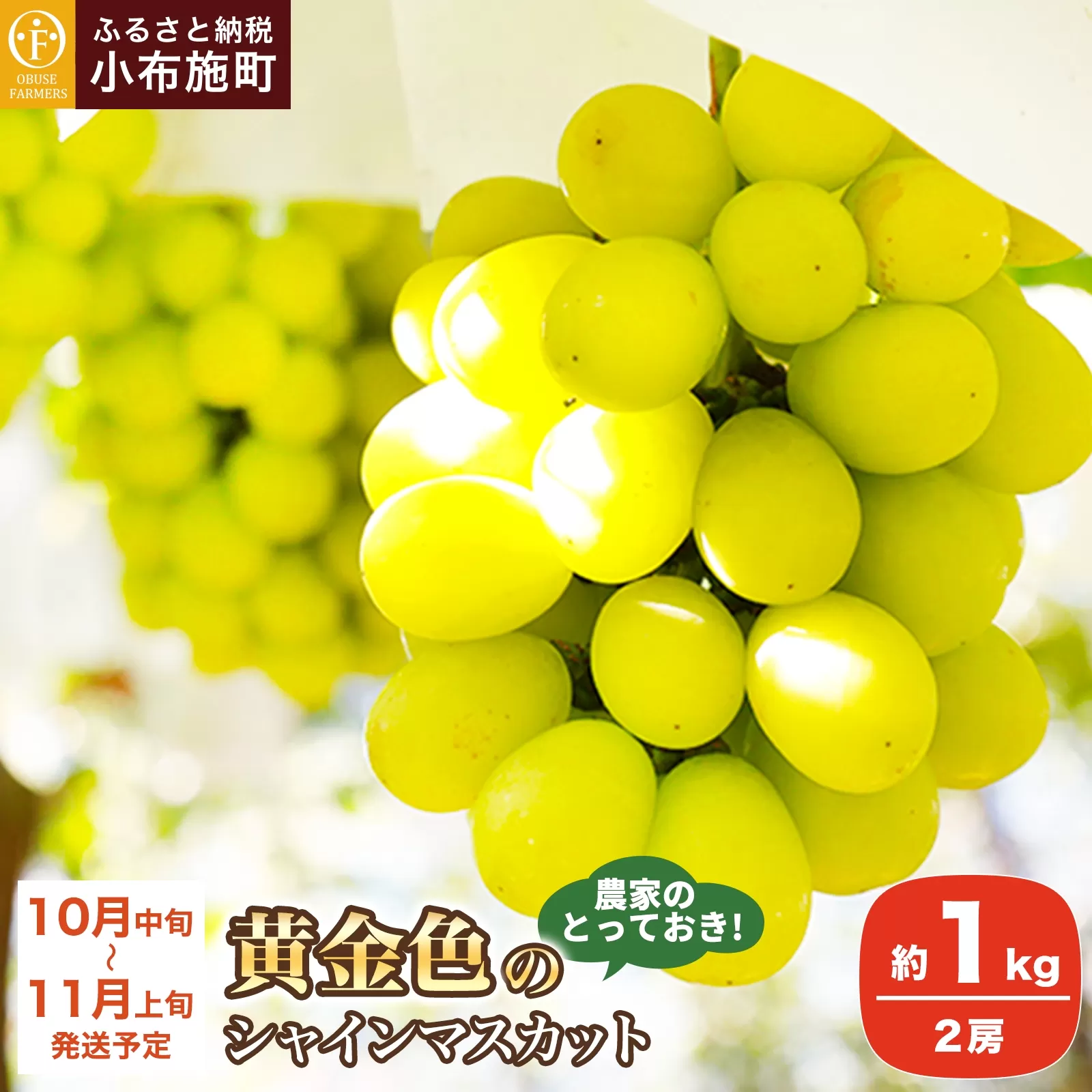農家のとっておき!黄金色のシャインマスカット 約1kg 2房 [おぶせファーマーズ] 果物 フルーツ ぶどう シャインマスカット 葡萄 長野県産 信州産 甘い あまい 黄色 ゴールデン 令和7年産 [2025年10月中旬〜11月上旬発送]