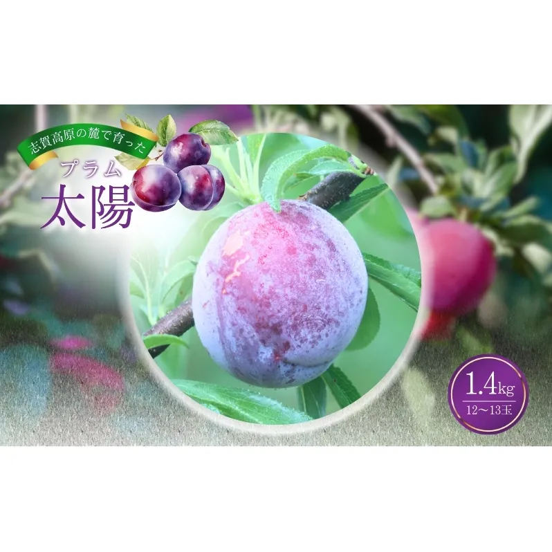 志賀高原の麓で育った プラム 太陽 約1.4kg(12～13玉) お届け日時指定不可  すもも フルーツ 果物 長野