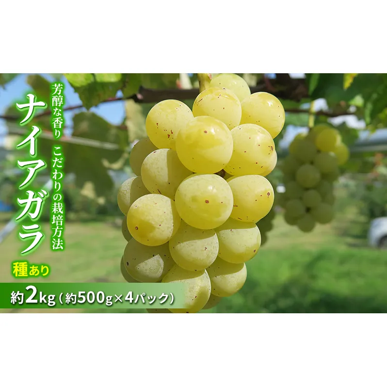 種ありナイアガラ 約2kg 2025年(R7年)9月中旬～10月下旬頃出荷予定【安心安全 こだわりの栽培方法 除草剤不使用 栽培期間中 ネオニコチノイド系農薬不使用 化学合成肥料不使用】 