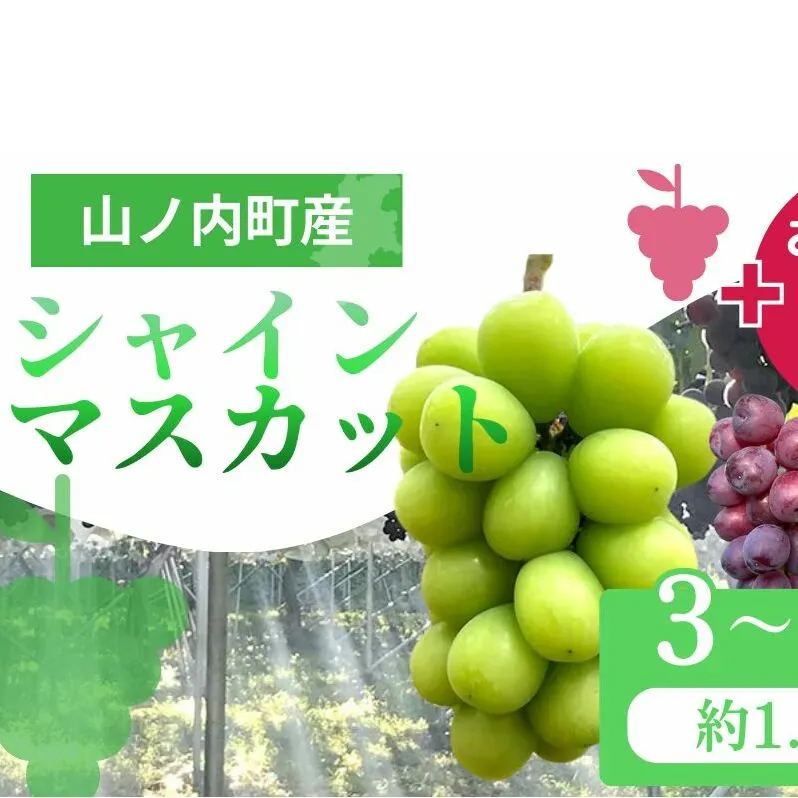 ぶどう シャインマスカット + おまかせ2種 約1.5kg（3～4房）山ノ内町産 ブドウ 葡萄 マスカット