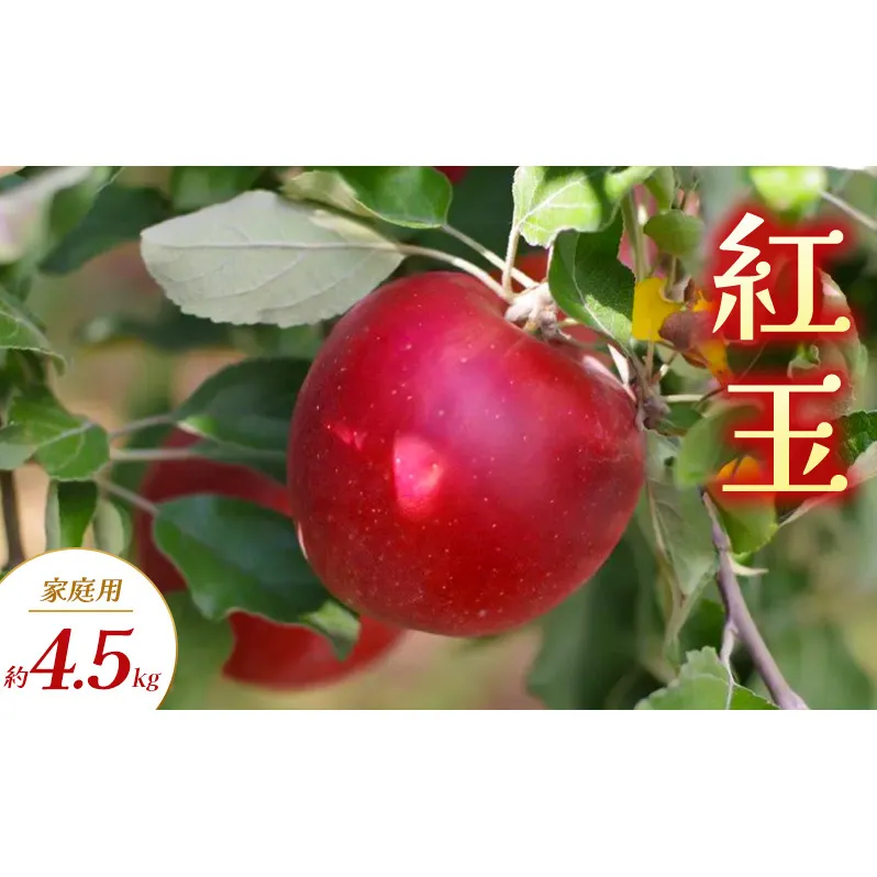 紅玉 家庭用 約4.5kg りんご リンゴ 林檎 果物 フルーツ 長野県 長野 山ノ内町