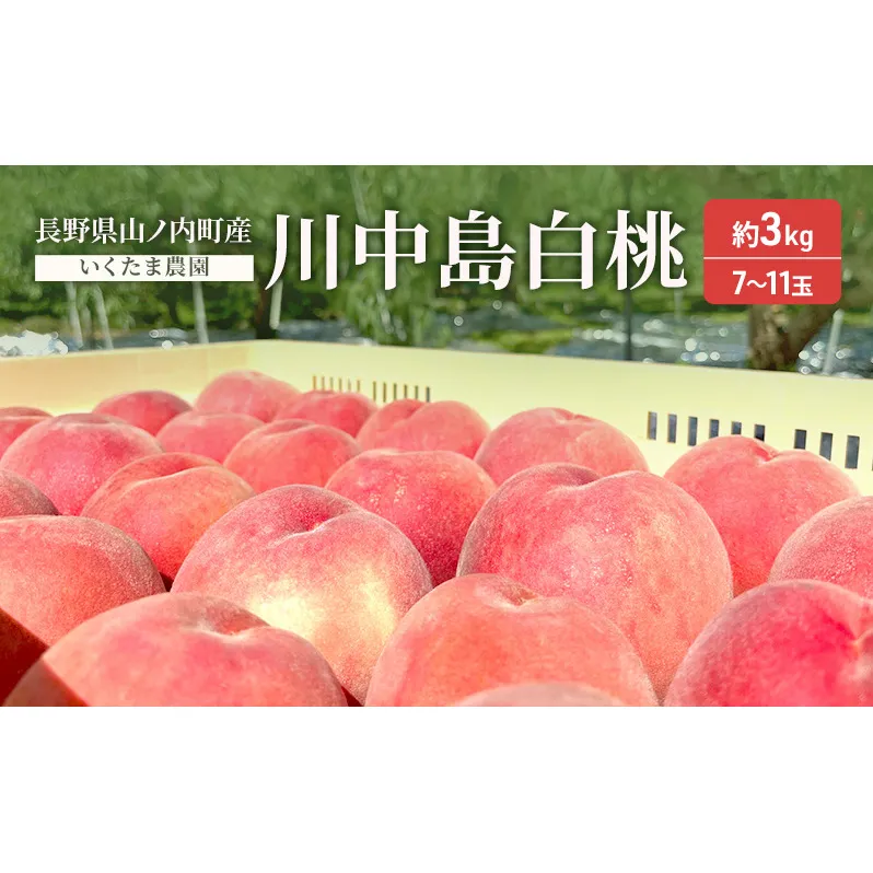 桃　川中島白桃　約3kg もも フルーツ 果物 お取り寄せ 長野県 山ノ内町