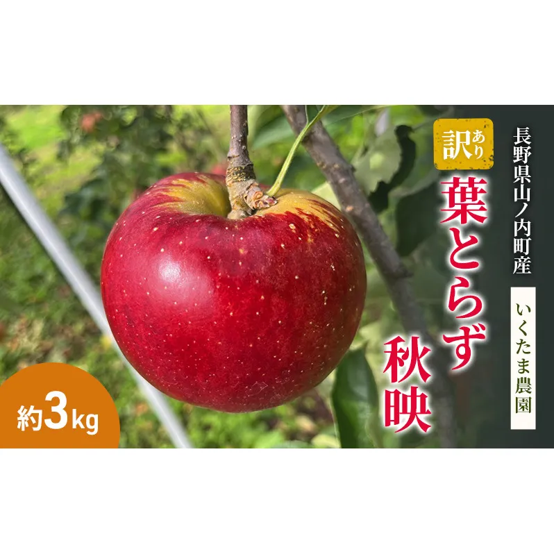 【訳あり】秋映 約3kg リンゴ りんご フルーツ 果物 お取り寄せ 長野県 山ノ内町