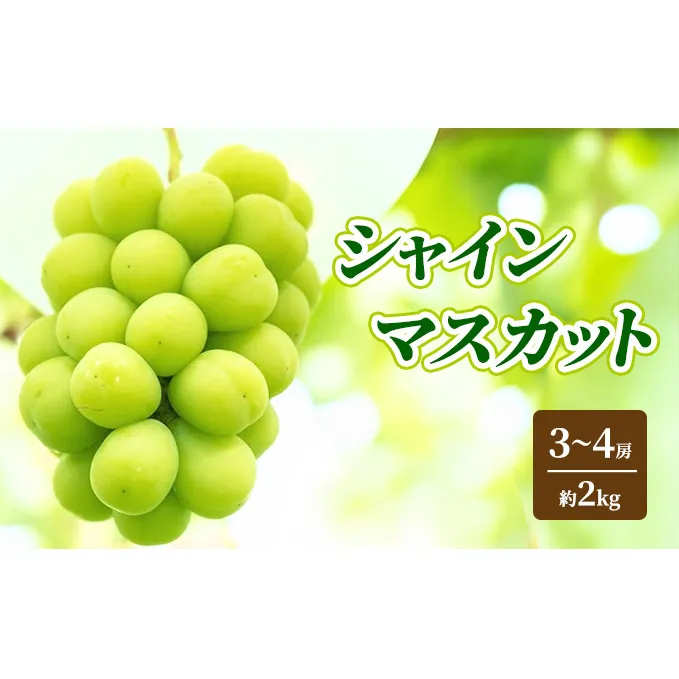 シャインマスカット 約2kg 3～4房 ぶどう フルーツ 果物 デザート 長野県 山ノ内町