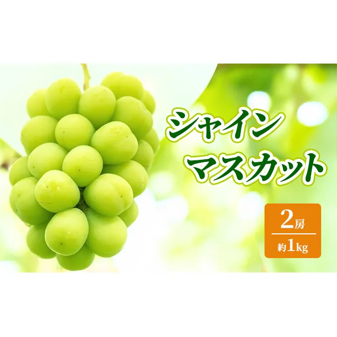 シャインマスカット 約1kg 2房 ぶどう フルーツ 果物 デザート 長野県 山ノ内町