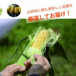 【季節限定！】採れたて最旬の『信濃町特産とうもろこしセット（16本セット）』／ピーターコーン、サニーショコラ、ゴールドラッシュ、味来、優味などから出荷時に最も美味しい品種を発送【長野県信濃町ふるさと納税】　