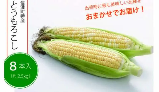 【季節限定】採れたて最旬の『信濃町特産とうもろこし（8本セット）』 　ピーターコーン、サニーショコラ、ゴールドラッシュ、味来、優味などから出荷時に最も美味しい品種を発送【長野県信濃町ふるさと納税】