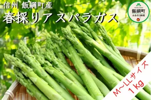 [0631]春採り グリーンアスパラガス  約1kg（M～LLサイズ） ※配送先は本州限定　※オンライン決済限定　ITO果樹園　長野県飯綱町