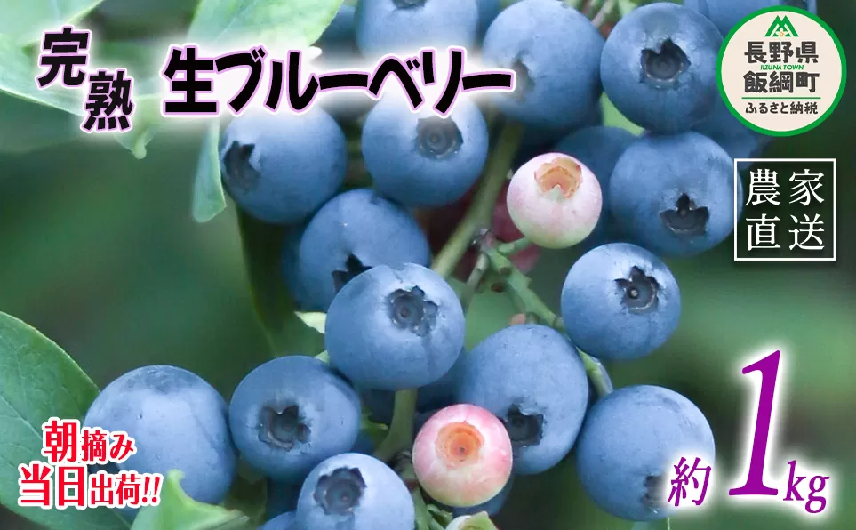 朝摘み 完熟 ブルーベリー 1kg 井澤農園 配送先は本州限定 令和7年度収穫分 2025年7月上旬頃から2025年9月上旬頃まで順次発送予定 信州 果物 フルーツ ベリー 長野 14500円 予約 農家直送 長野県 飯綱町 [0811]