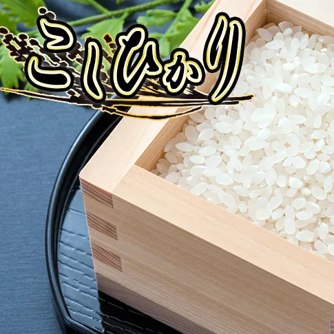 米 こしひかり 5kg ( 令和8年産 ) 特別栽培米 米澤商店  沖縄県への配送不可 2026年10月上旬頃から順次発送予定 コシヒカリ 白米 精米 お米 数量限定 信州 予約 農家直送 長野県 飯綱町 [1361]