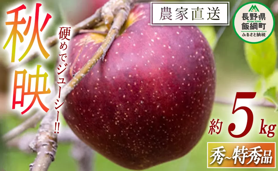 りんご 秋映 秀 ～ 特秀 5kg 松橋りんご園 沖縄県への配送不可 2025年10月上旬頃から2025年10月中旬頃まで順次発送予定 令和7年度収穫分 フルーツ リンゴ 信州 長野県 飯綱町 [0128]