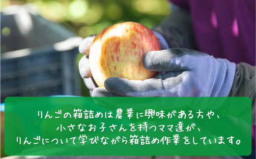 農家応援企画/【令和7年度先行予約返礼品】りんご サンふじ 3kg 農家応援企画/【令和7年度先行予約返礼品】りんご サンふじ 3kg