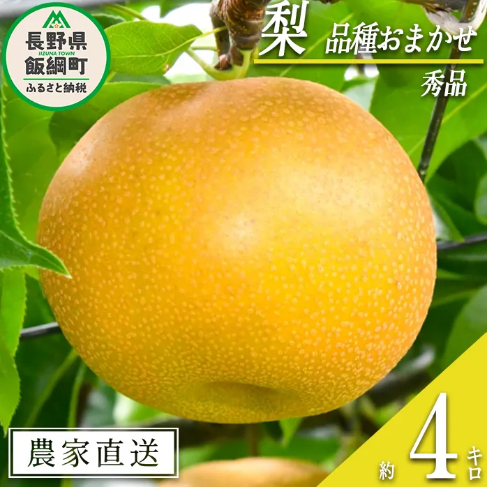 梨 朝どれ 和梨 秀品 4kg 以上 配送先は本州限定 2026年9月上旬頃から2026年10月上旬頃まで順次発送予定 窪田農園 令和8年度収穫分 除草剤不使用 長野県 飯綱町 [1468]