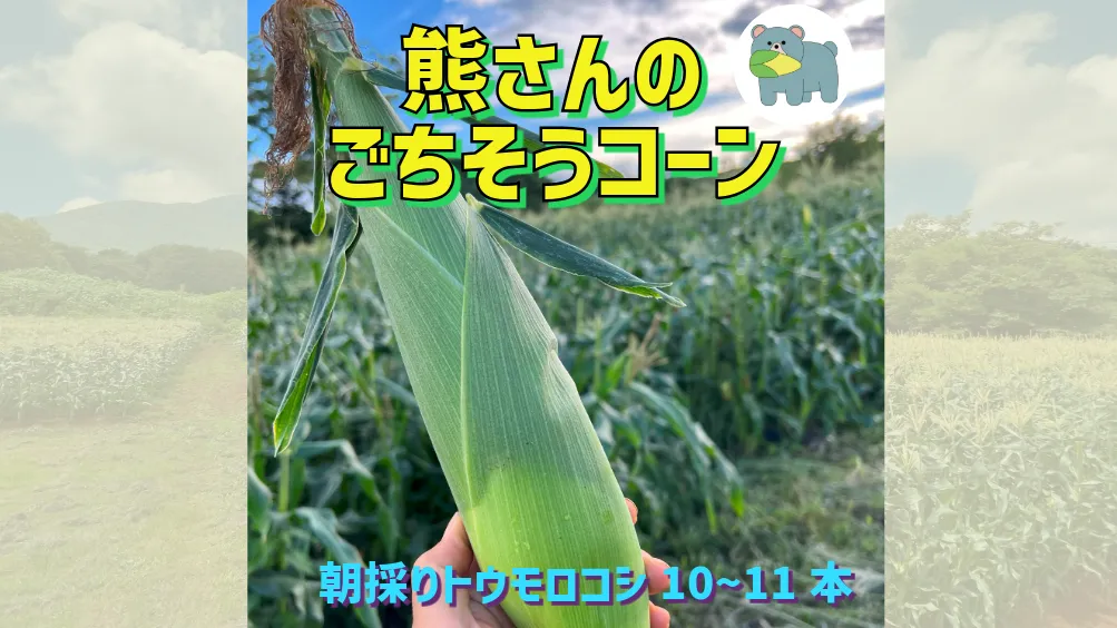 【 冷蔵 クール 】 朝採り トウモロコシ 熊さんのごちそうコーン 10本 ～ 11本 品種 ゴールドラッシュ TAMAI WINE 配送先は本州限定 2025年8月上旬頃から2025年8月下旬頃まで順次発送予定 令和7年度収穫分 信州 野菜 とうもろこし コーン 長野 12500円 予約 農家直送 長野県 飯綱町 [1625]