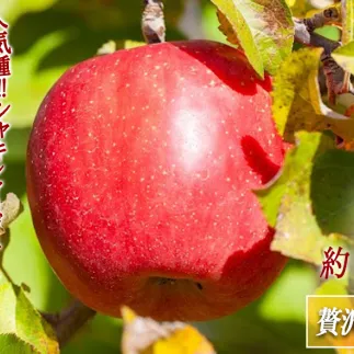"りんご サンふじ ちょっぴり贅沢な 家庭用 3kg 松澤農園 沖縄県への配送不可 2025年11月下旬頃から2026年2月下旬頃まで順次発送予定 令和7年度収穫分 長野県 飯綱町 [1808]

"