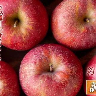 りんご サンふじ 訳あり 3kg 家庭用 松澤農園 沖縄へは配送不可  2025年11月下旬から発送予定 長野県 飯綱町 [1809]
