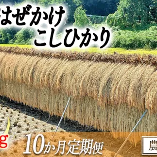 米 コシヒカリ 5kg × 10回 ( 10ヶ月 定期便 )   はぜかけ 増田ファーム 沖縄へは配送不可 【令和6年度収穫分】 2024年11月上旬から発送予定 長野県 飯綱町 [1819]