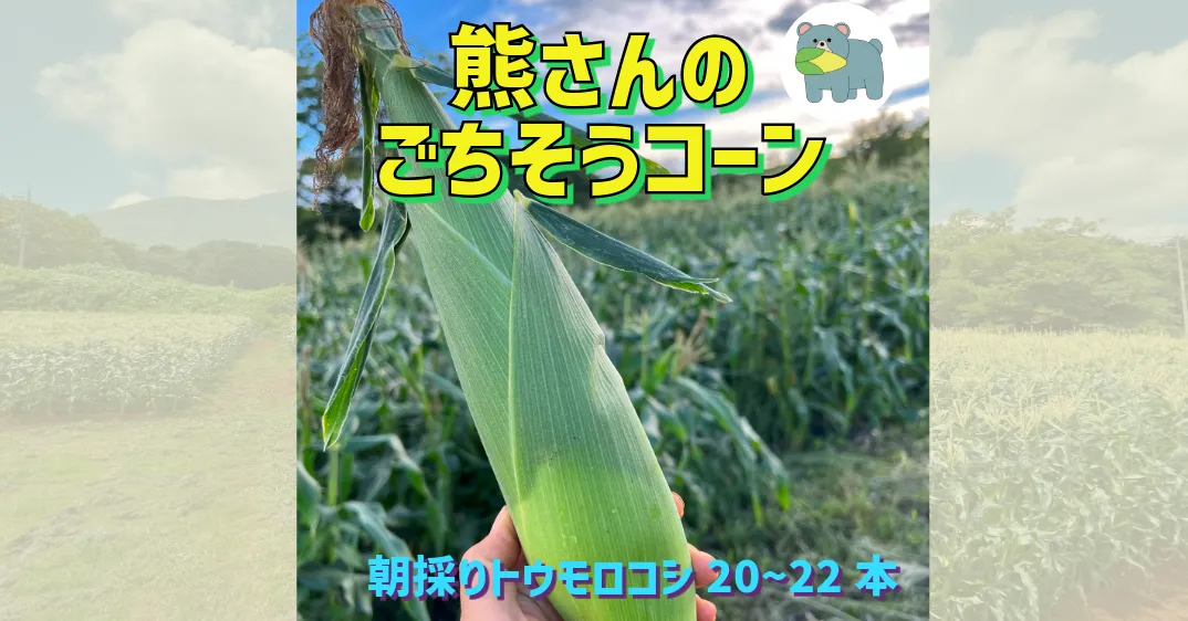 【 冷蔵 クール 】 朝採り トウモロコシ 熊さんのごちそうコーン 20本 ～ 22本 品種 ゴールドラッシュ TAMAI WINE 配送先は本州限定 2025年8月上旬頃から2025年8月下旬頃まで順次発送予定 令和7年度収穫分 信州 野菜 とうもろこし コーン 長野 22000円 予約 農家直送 長野県 飯綱町 [1787]