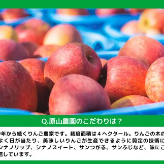 季節のりんご 【定期便】2品種 5kg × 2回 訳あり 原山農園 沖縄へは配送不可  2024年10月中旬から発送予定 長野県 飯綱町 [1826]