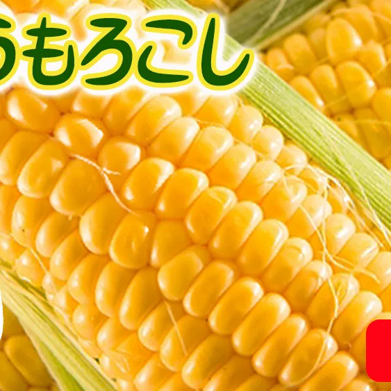 とうもろこし 10本 厳選品種 （品種おまかせ） 配送先は本州限定 ふるさと振興公社 2024年8月下旬頃から2024年9月上旬頃まで順次発送予定 信州 トウモロコシ コーン 長野県 飯綱町 [1841]