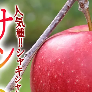 りんご サンふじ 5kg 家庭用 一里山農園 沖縄へは配送不可  2025年12月上旬から発送予定 長野県 飯綱町 [1898]