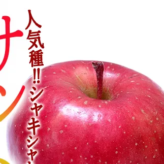 りんご サンふじ  小玉 5kg 家庭用 一里山農園 沖縄へは配送不可  2025年12月上旬から発送予定 長野県 飯綱町 [1899]