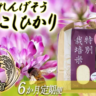 米 れんげそう こしひかり 5kg × 6回 【6ヶ月定期便】 ( 令和7年産 ) 特別栽培米 仲俣農園 2025年10月上旬頃から順次発送予定 コシヒカリ 白米 精米 お米 信州 159000円 予約 農家直送 長野県 飯綱町 [1927]