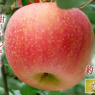 りんご シナノスイート 3kg 家庭用 マルハ農園 沖縄へは配送不可  2025年10月上旬から発送予定 長野県 飯綱町 [1930]