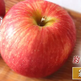 りんご つがる 3kg 家庭用 マルハ農園 沖縄へは配送不可  2025年9月上旬から発送予定 長野県 飯綱町 [1929]