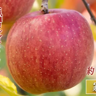 りんご サンふじ 3kg 家庭用 マルハ農園 沖縄へは配送不可  2025年12月上旬から発送予定 長野県 飯綱町 [1931]