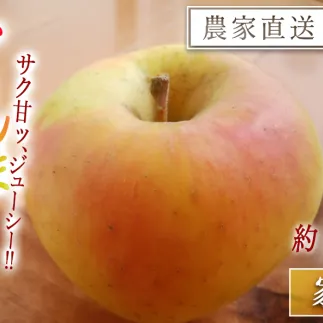 りんご ぐんま名月 3kg 家庭用 大友農場 沖縄へは配送不可  2025年11月上旬から発送予定 長野県 飯綱町 [1549]