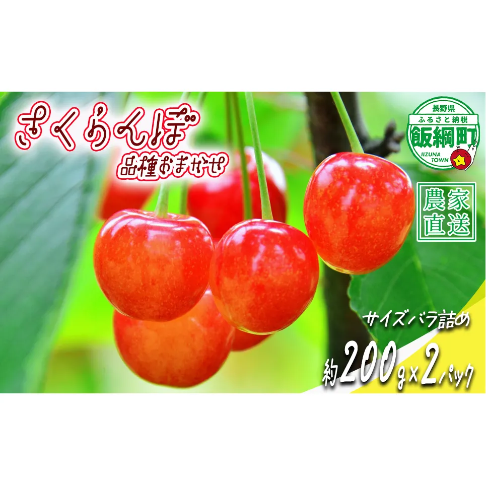 【 冷蔵便 】 さくらんぼ サイズ バラ詰め 200g × 2パック （ 品種おまかせ ） 配送先は本州限定 2025年6月中旬〜2025年6月下旬まで順次発送予定 サイズバラバラ チェリー サクランボ 長野県 飯綱町 [1952]