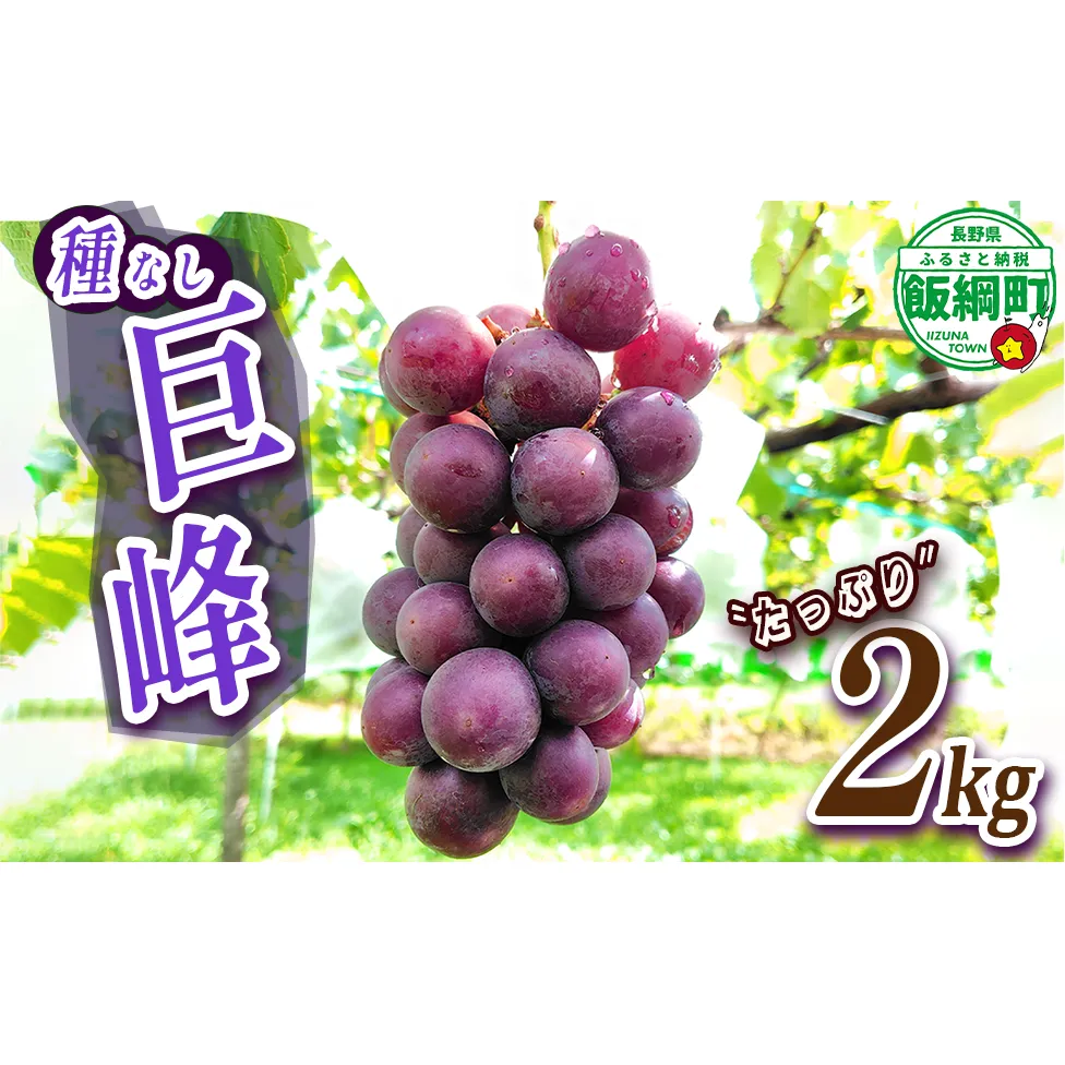 ぶどう 種なし巨峰 約2kg ( 3 ～ 5 房 ) 有限会社ブラベリーファーム 配送先は本州限定 2026年9月下旬頃から2026年11月上旬頃まで順次発送予定 令和8年度収穫分 長野県 飯綱町 [2043]