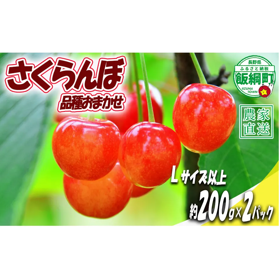 【 Lサイズ以上 冷蔵便 朝採り 当日発送 】 さくらんぼ Lサイズ以上 200g × 2パック （ 品種おまかせ ）増田ファーム 配送先は本州限定 2026年6月中旬〜2026年7月上旬まで順次発送予定 サイズL チェリー サクランボ 長野県 飯綱町 [2076]
