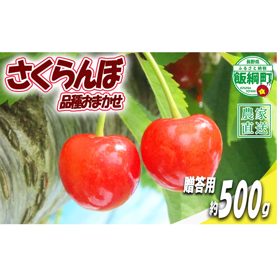 【 贈答品 冷蔵便 朝採り 当日発送 】 さくらんぼ 500g 贈答パック （ 品種おまかせ ）増田ファーム 配送先は本州限定 2026年6月中旬〜2026年7月上旬まで順次発送予定 チェリー サクランボ ギフト 長野県 飯綱町 [2077]