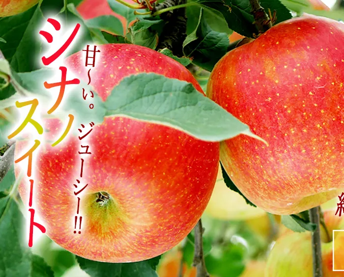 りんご 甘さ満天 食べきり シナノスイート 家庭用 3kg 大友農場 エコファーマー認定 沖縄県への配送不可 2026年10月中旬頃から11月上旬頃まで順次発送予定 令和8年度収穫分 信州 果物 フルーツ リンゴ 林檎 長野 予約 農家直送 長野県 飯綱町 [1548]