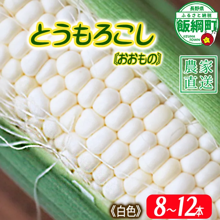 信州産 朝採り 【 白色 】 とうもろこし 8本 ～ 12本 ( 品種 おおもの ) 上倉荘 配送先は本州限定 2026年8月上旬頃から2026年9月中旬頃まで順次発送予定 信州 トウモロコシ コーン おおもの 野菜 白色 ホワイト 長野県 飯綱町 [2015]