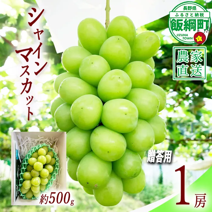 ぶどう シャインマスカット 贈答用 1房 ( 約 500g ) ファームトヤ 配送先は本州限定 2026年9月中旬頃から2026年10月上旬頃まで順次発送予定 令和8年度収穫分 信州 果物 フルーツ ブドウ マスカット 葡萄 長野 予約 農家直送 長野県 飯綱町 [0878]