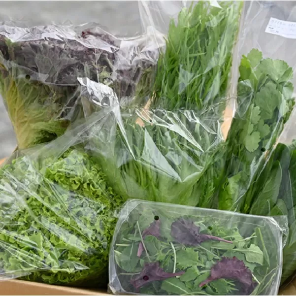 水耕 栽培 新鮮 葉物 野菜 B セット | GreensFarm ホタル やさい サラダ 和え物 セット 詰め合わせ M08S51