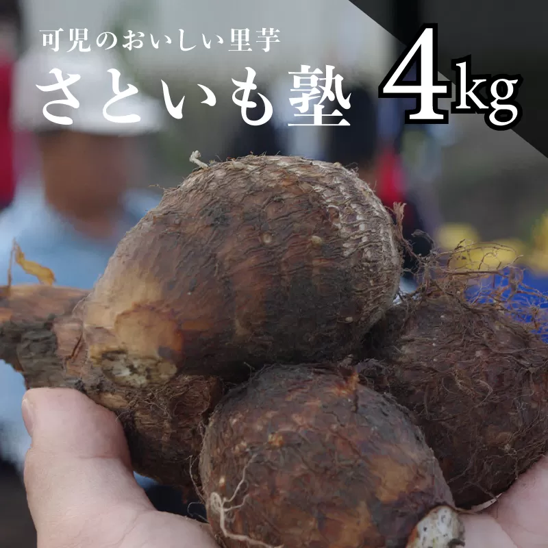 可児のおいしい里芋『さといも塾』