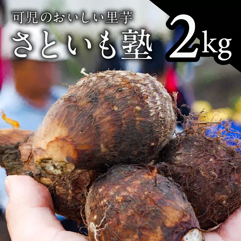 可児のおいしい里芋『さといも塾』2kg 0011-002 [野菜 芋 里芋 国産 土垂れ 柔らかい さといも]