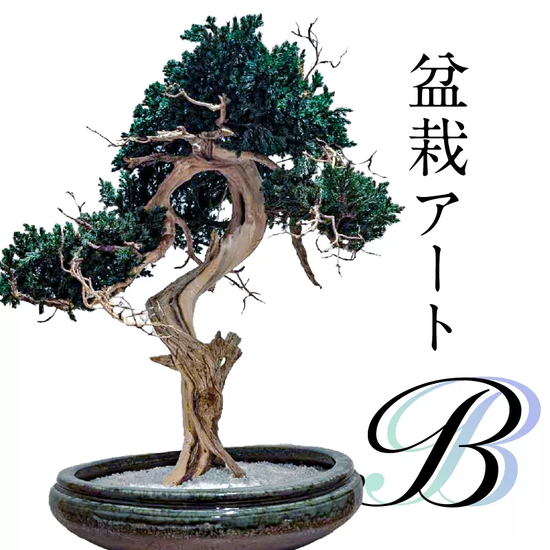 盆栽アート【B】　0120-002【 盆栽 アート 伝統文化 インテリア ディスプレイ 再生 植物】