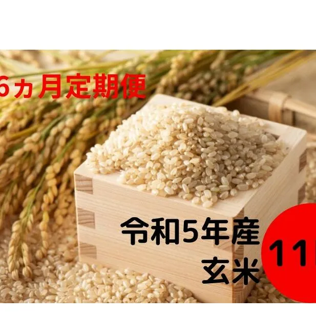 【6ヵ月定期便】安八町産 ハツシモ 11kg 令和5年産【玄米】